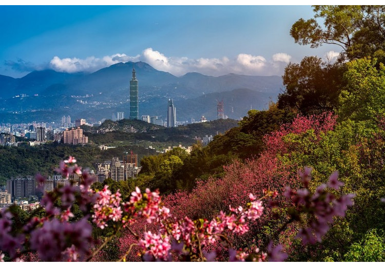 Hoa anh đào Đài Loan nở hồng với tòa Taipei 101 phía xa vào mùa xuân